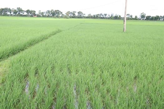 green colored paddy farm on field for harvest