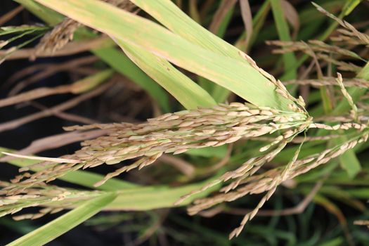 ripe paddy on tree in farm for harvest