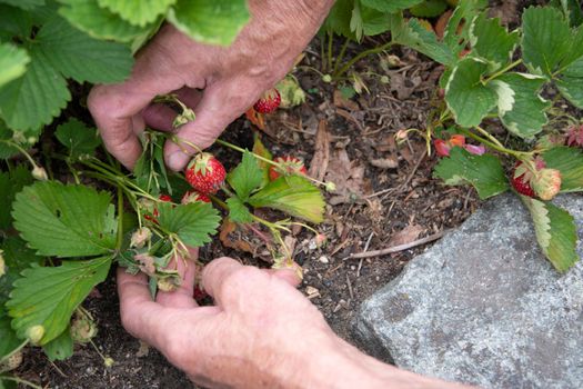 a man picks strawberries in his palm, a large harvest of berries, summer fruit picking, male hands hold a handful of ripe strawberries. High quality photo