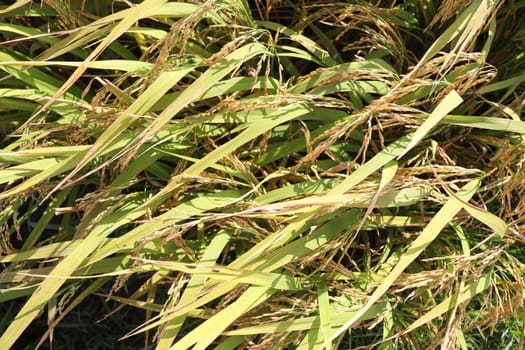 ripe paddy on tree in farm for harvest