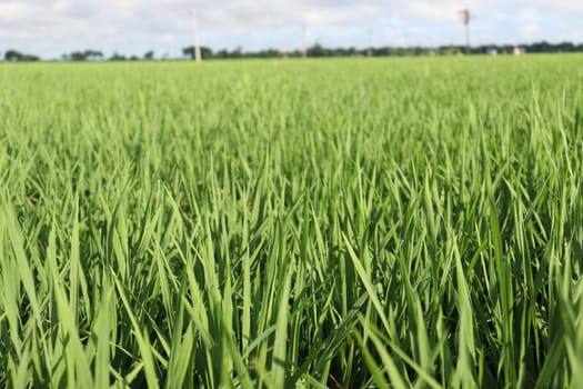 green colored paddy farm on field for harvest