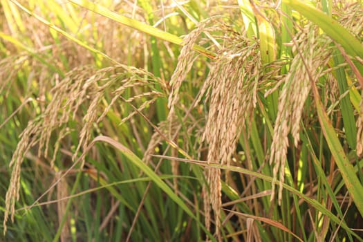 ripe paddy on tree in farm for harvest