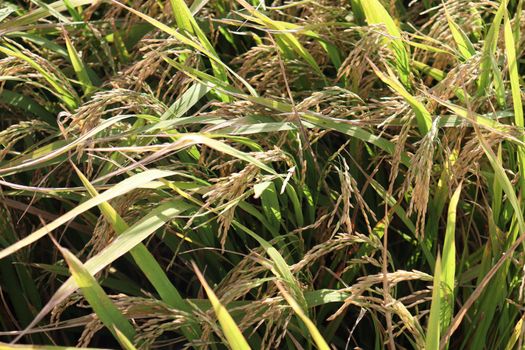 ripe paddy on tree in farm for harvest