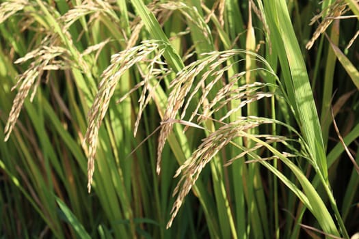 ripe paddy on tree in farm for harvest