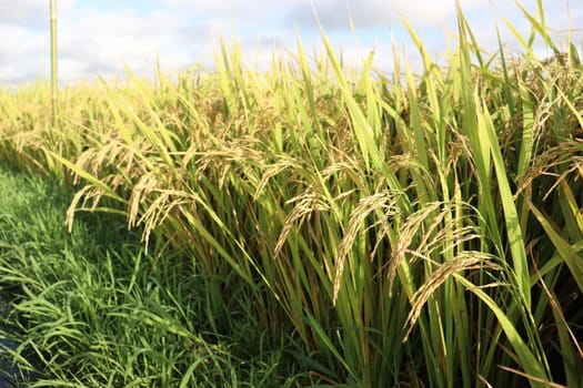 ripe paddy on tree in farm for harvest