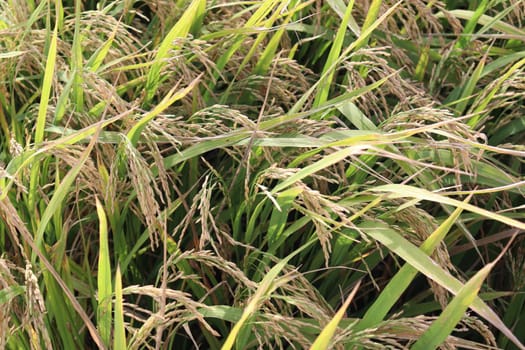 ripe paddy on tree in farm for harvest