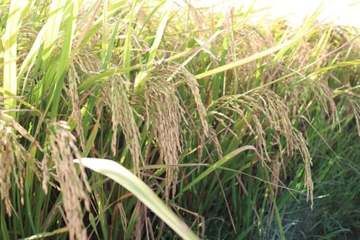 ripe paddy on tree in farm for harvest