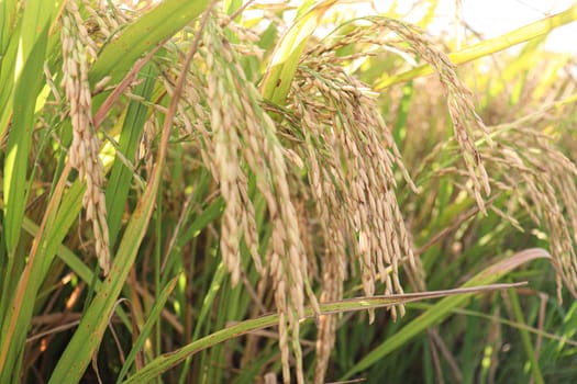 ripe paddy on tree in farm for harvest