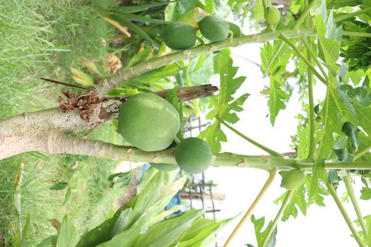 green and healthy raw papaya stock on tree in farm for harvest