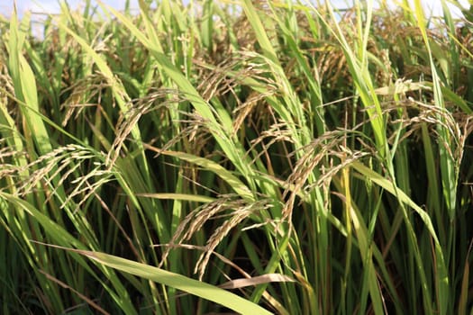 ripe paddy on tree in farm for harvest
