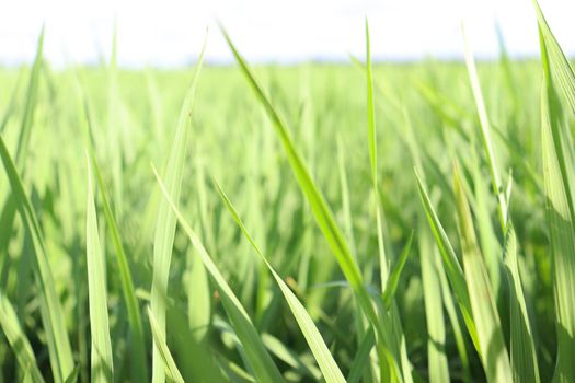 green colored paddy farm on field for harvest