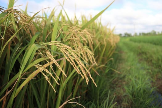 ripe paddy on tree in farm for harvest