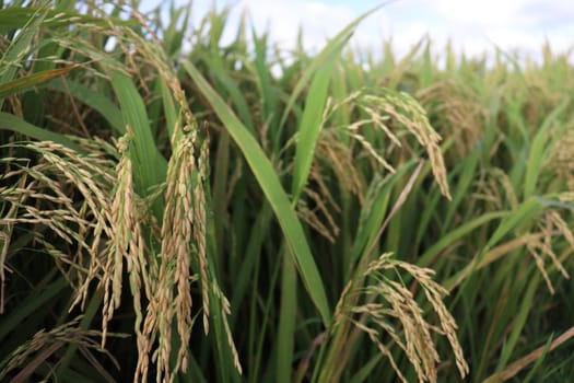 ripe paddy on tree in farm for harvest