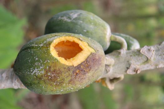 green and healthy raw papaya stock on tree in farm for harvest