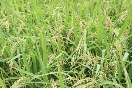 ripe paddy on tree in farm for harvest