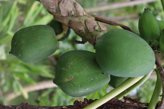 green and healthy raw papaya stock on tree in farm for harvest