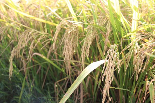 ripe paddy on tree in farm for harvest