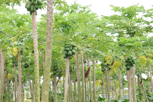 green and healthy raw papaya stock on tree in farm for harvest