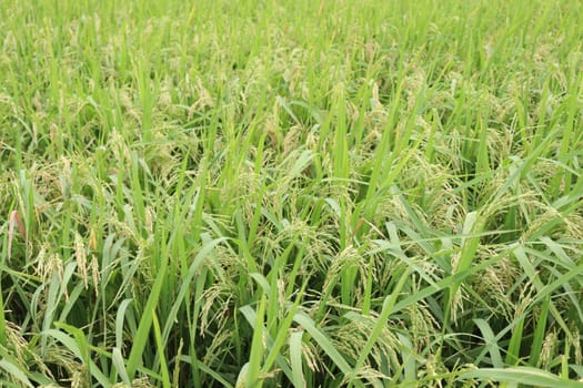 ripe paddy on tree in farm for harvest