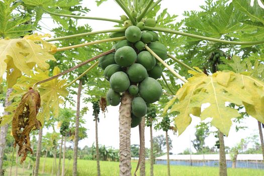 green and healthy raw papaya stock on tree in farm for harvest