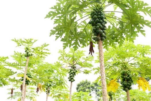 green and healthy raw papaya stock on tree in farm for harvest