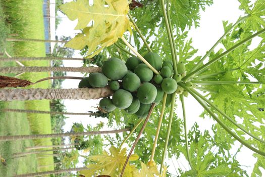 green and healthy raw papaya stock on tree in farm for harvest