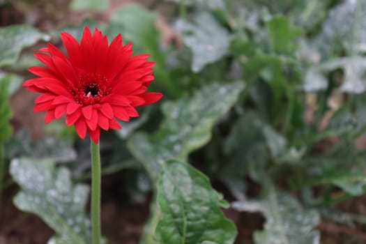 red colored gerbera flower farm for harvest