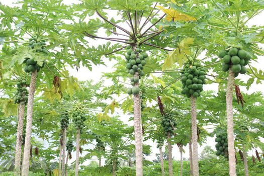 green and healthy raw papaya stock on tree in farm for harvest