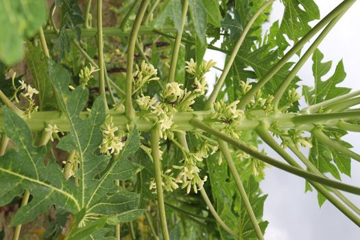 papaya flower on tree in farm for harvest