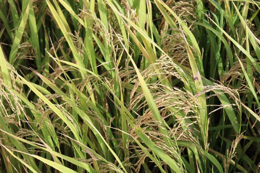 ripe paddy on tree in farm for harvest