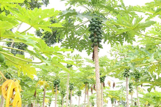 green and healthy raw papaya stock on tree in farm for harvest