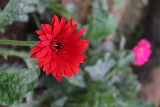 red colored gerbera flower farm for harvest