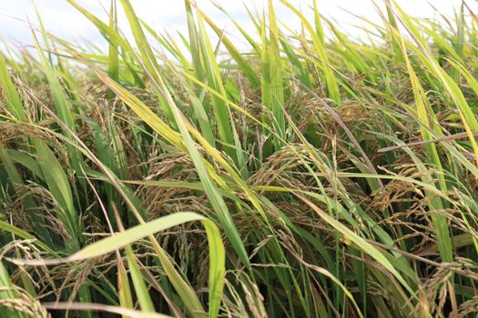 ripe paddy on tree in farm for harvest