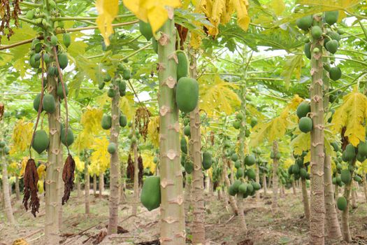 green and healthy raw papaya stock on tree in farm for harvest