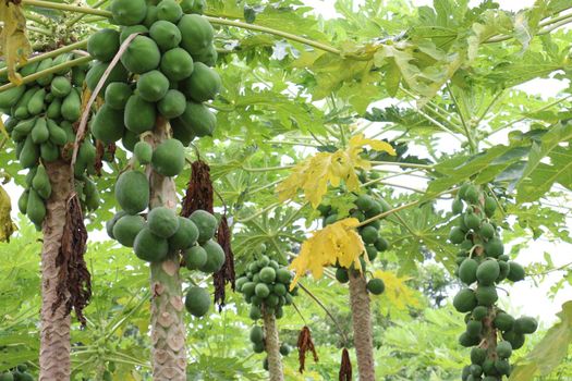 green and healthy raw papaya stock on tree in farm for harvest