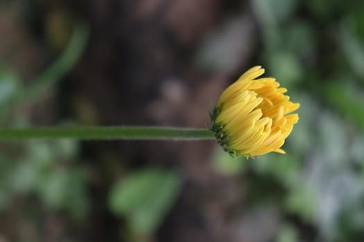 yellow colored gerbera flower on farm for harvest