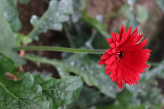 red colored gerbera flower farm for harvest