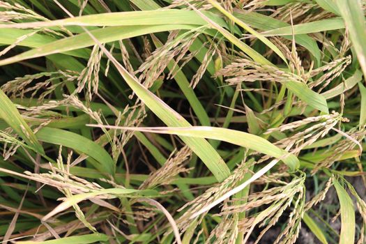 ripe paddy on tree in farm for harvest