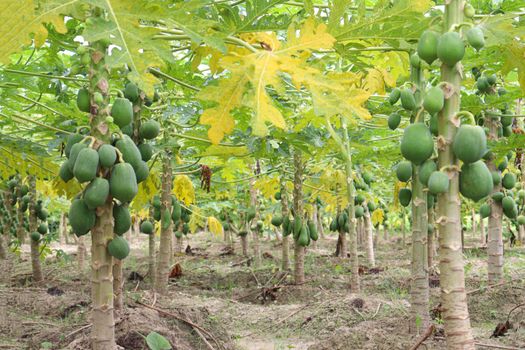 green and healthy raw papaya stock on tree in farm for harvest