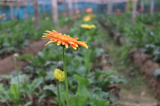 Orange colored gerbera flower farm for harvest