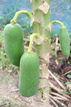 green and healthy raw papaya stock on tree in farm for harvest