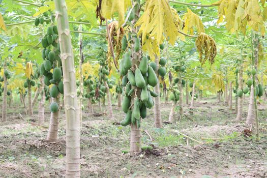 green and healthy raw papaya stock on tree in farm for harvest