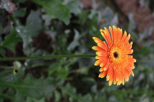 Orange colored gerbera flower farm for harvest