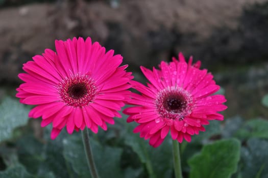 pink colored gerbera flower farm for harvest