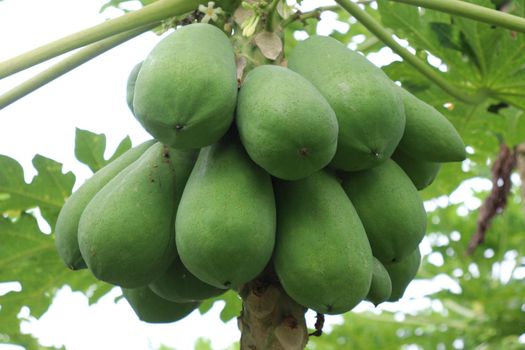 green and healthy raw papaya stock on tree in farm for harvest