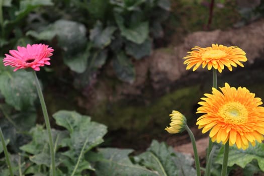 yellow colored gerbera flower on farm for harvest