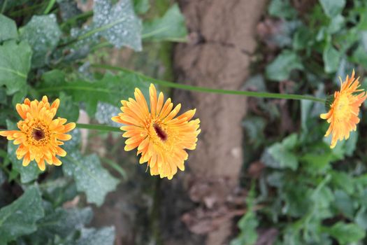 Orange colored gerbera flower farm for harvest