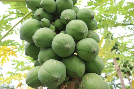 green and healthy raw papaya stock on tree in farm for harvest