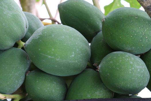 green and healthy raw papaya stock on tree in farm for harvest