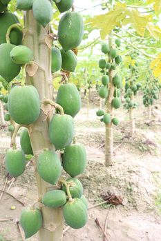 green and healthy raw papaya stock on tree in farm for harvest